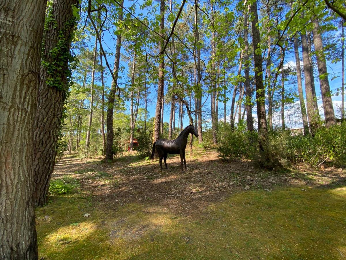 Le Petit Poulailler Au Beau Milieu Des Pins Villa Lacanau Buitenkant foto