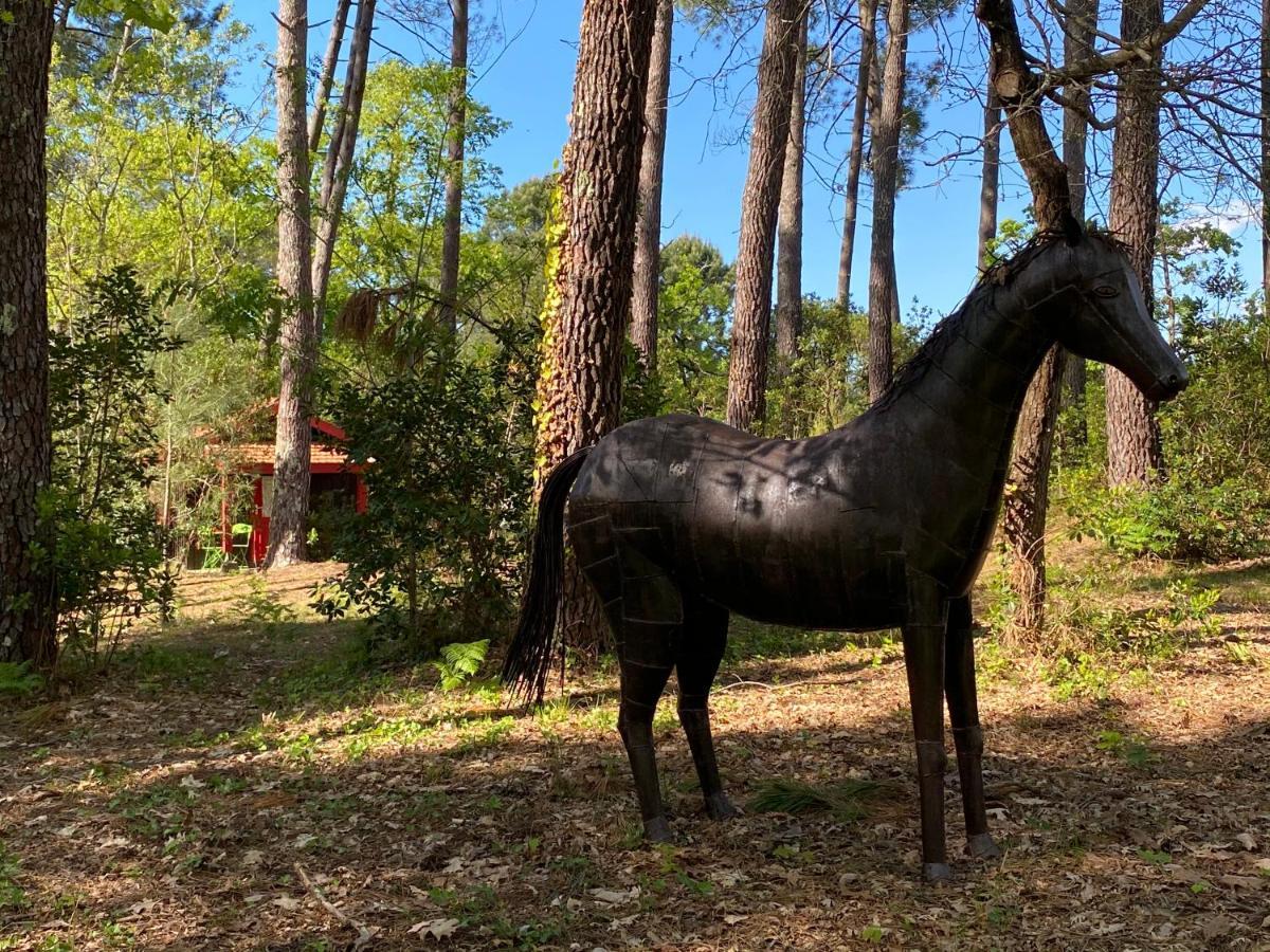 Le Petit Poulailler Au Beau Milieu Des Pins Villa Lacanau Buitenkant foto